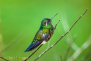 Purperkeeljuweelkolibrie - Purple-throated mountaingem - Lampornis calolaemus