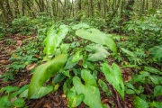 Regenwoud - Rainforest