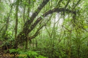 Nevelwoud - Cloudforest