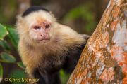 Witschouderkapucijnaap - White faced Capuchin monkey - Cebus capucinus