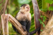 Witschouderkapucijnaap - White faced Capuchin monkey - Cebus capucinus