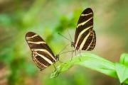 Zebravlinder - Zebra Longwing Butterfly