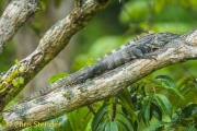 Zwarte leguaan - Black Ctenosaur - Ctenosaura similis
