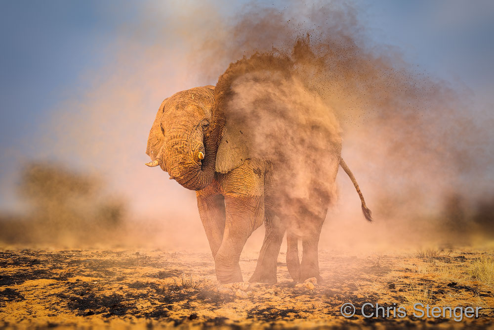 Afrikaanse Olifant neemt een stofbad - African Elephant takes a dust bath