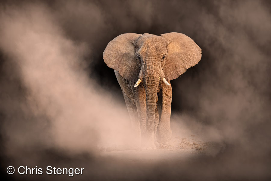 Woestijn Olifant in het stof - Desert Elephant in the dust