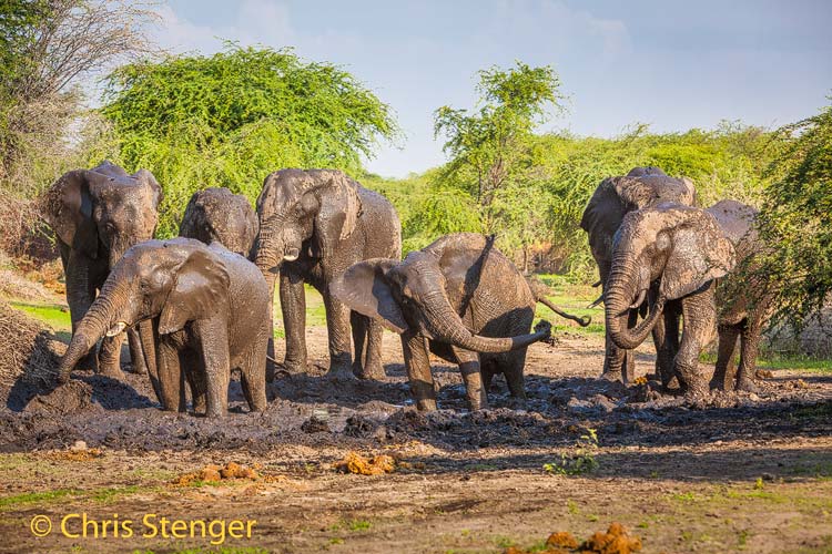 Kudde Afrikaanse olifanten neemt een modderbad - Herd of African Elephants taking a mud bath.  africana