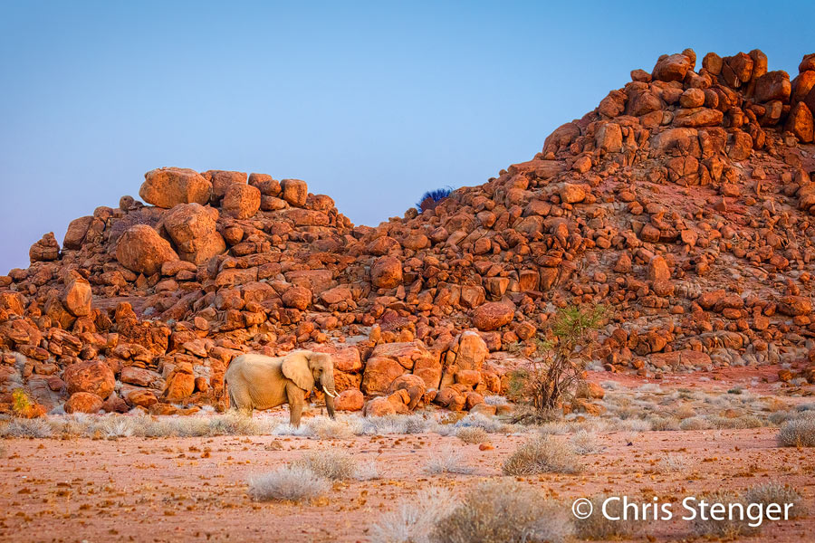 Woestijn Olifant - Desert Elephant
