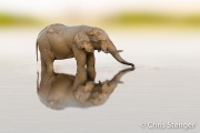 African Elephant  in waterhole (Loxodonta africana)
