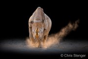 Black Rhinoceros (Diceros bicornis)