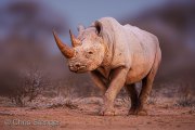 Black Rhinoceros (Diceros bicornis)