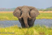 Elephant bull
