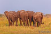 Group of four Elephant bulls