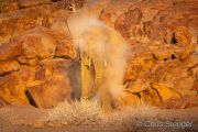 Desert elephant (Loxodonta africana)