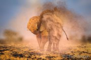 African Elephant takes a dust bath
