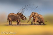 Afrikaanse Olifant - African Elephant - Loxodonta africana