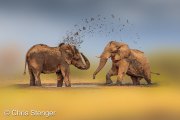 African Elephant (Loxodonta africana)