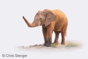 Elephant with stylized light background, Mapungubwe National Park South-Africa