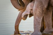 African elephant calf