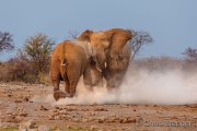 Playfighting Elephant bulls