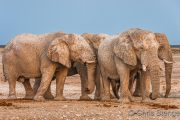 Group of African Elephant bulls (Loxodonta africana)