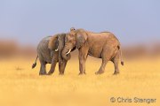Two Elephant friends