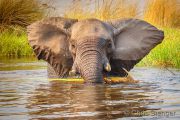 African Elephant (Loxodonta africana)