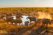 Herd of African Elephants at a waterhole