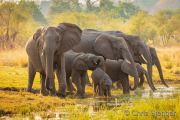 Elephant herd
