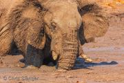 Elephant in the mud, Botswana