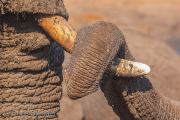 Elephant-love, Botswana