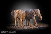 African Elephant (Loxodonta africana) with stylized background