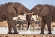 Elephants are the rulers of the waterhole