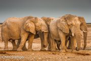 Afrikaanse olifant stieren -  African Elephant buuls -  Loxodonta africana