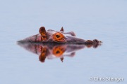 Hippopotamus (Hippopotamus amphibius)