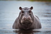 Hippopotamus in the Khwai river
