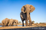 Afrikaanse olifant - African Elephant - Loxodonta africana