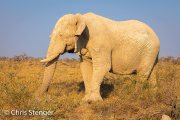 White ghost of Etosha