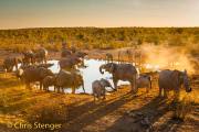 Kudde Afrikaanse Olifanten bij een waterpu - Herd of African Elephants at a waterhole