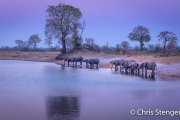 Elephants quench their thirst