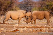 Rhino face-off