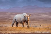 Black Rhinoceros (Diceros bicornis)