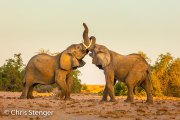 Desert elephants  ( Loxodonta africana) playfighting