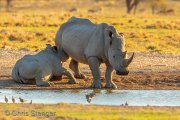 White rhinoceros  (Ceratotherium simum)