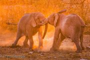 Elephant calves playing in the light of the setting sun