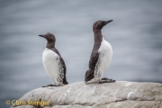 Alk - Razorbill - Alca torda Alk - Razorbill - Alca torda