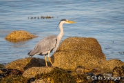 Blauwe Reiger - Grey heron - Ardea cinerea