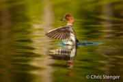 Brilduiker - Common goldeneye - Bucephala islandica