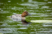Brilduiker - Common goldeneye - Bucephala islandica