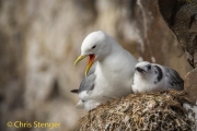 Drieteenmeeuw - Kittiwake - Rissa tridactyla