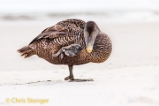 Eidereend - Common Eider - Somateria mollissima